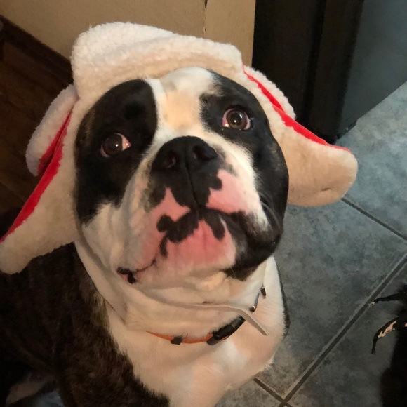 Meet your Posher, Cece - Picture 1 of 1